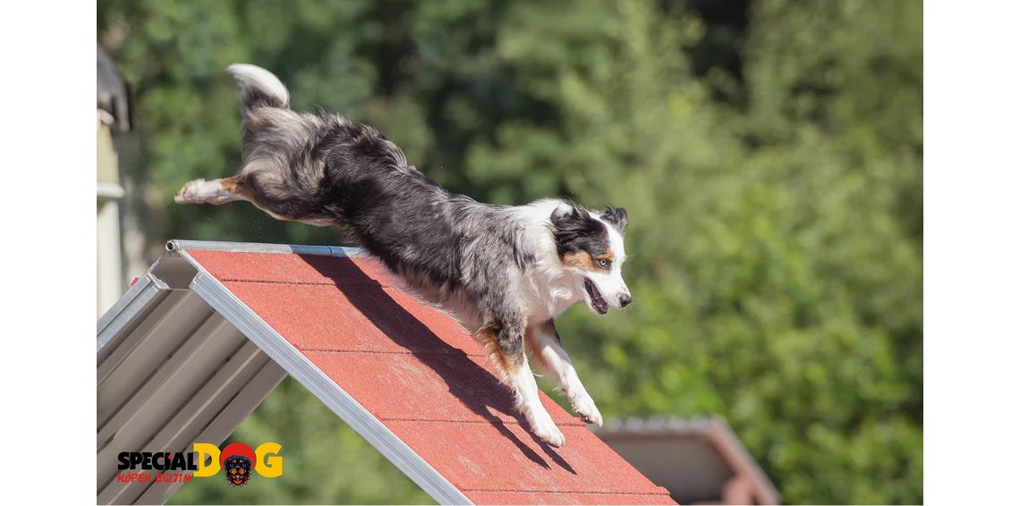 Special Köpek Eğitimi